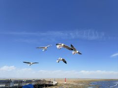 -青海湖仙女湾景区
