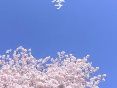 -顾村公园