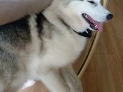 -Husky Go! 哈士奇体验馆·宠物咖啡厅狗咖
