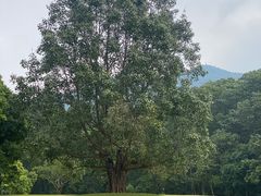 -深圳仙湖植物园