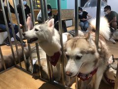 -Husky Go! 哈士奇体验馆·宠物咖啡厅狗咖