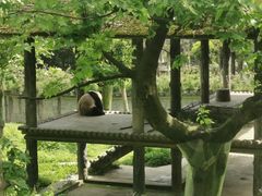 -中国大熊猫保护研究中心雅安碧峰峡基地