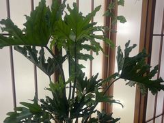 -桃夭日式料理(国信店)