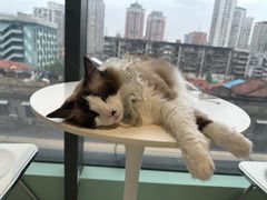 -怪兽屋·羊驼·猫咖·狗咖(俊华广场店)