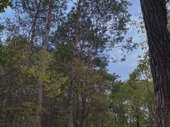 -神光山国家森林公园