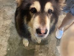 -more than meow吴止猫主题餐厅(承德 中船汇店)