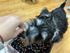 -翊宠yipet猫狗购宠庄园犬舍•猫舍