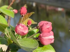 -海棠花溪(元大都城垣遗址公园)