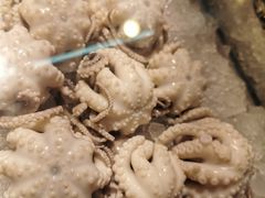 -铭聚章鱼土笋冻(松柏店)