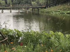 -东郊湿地公园