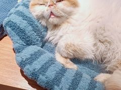 -有猫主题·治愈系猫咖(曾厝垵店)