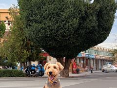-特克斯八卦城