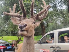 -北京野生动物园