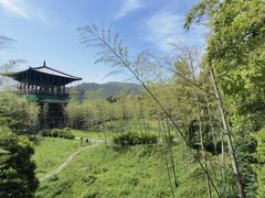 -大唐贡茶院