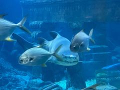 -海合安青岛极地海洋公园