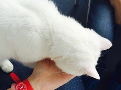 -喵的天空名猫咖啡馆·撸猫·猫舍·用品