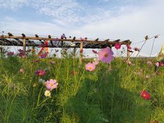 -格桑花餐厅·炭火烤羊腿(丰宁坝上草原店)