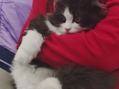 -瑞派·关忠动物医院·猫专科·犬专科(三环新城店)