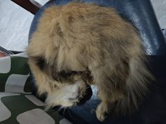 -猫小院猫主题餐厅(南锣旗舰店)