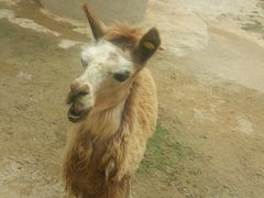 -泉州海丝野生动物世界