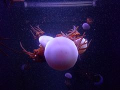 -成都浩海立方海洋公园