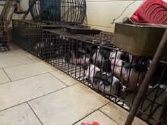 -黄记四更烤乳猪店