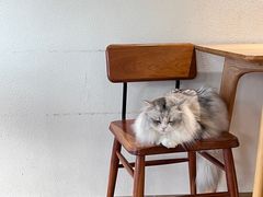 -猫小主咖啡·猫咖cat cafe(福田店)