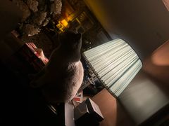 -OX BAR 拉培耶小镇(大连老街店)