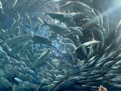 -上海海洋水族馆