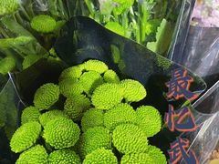 -循礼门鲜花花市(武汉循礼门店)