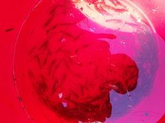 -碓臼峪自然风景区