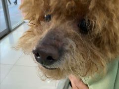 -全心全意连锁动物医院·微创中心·内科急重症·心脏专科(丰管路店)