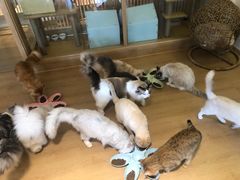 -猫腻·猫咖·撸猫馆(星光大道店)