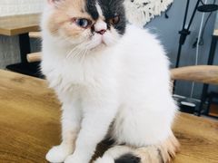 -平行世界·猫咖(首经贸店)
