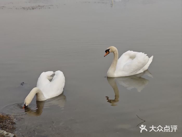 北龙湖湿地公园图片