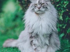 -70cat德文卷毛猫·缅因猫纯种猫舍