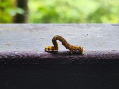 -云南屏边大围山国家公园