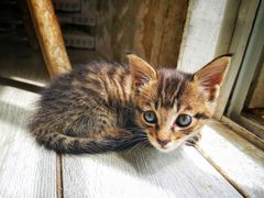 -海边的猫和咖啡馆