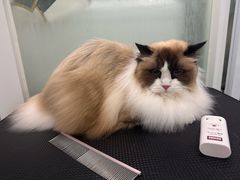 -爱洗澡的猫(望京店)