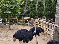 -大连森林动物园