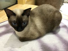 -猫和宫(六道口店)