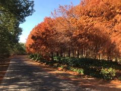 -上海海湾国家森林公园