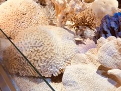 -贝林大翅鲸简餐厅(国家海洋博物馆店)