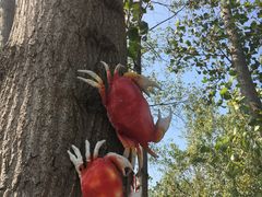 -合肥滨湖国家森林公园