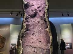 -美国自然历史博物馆