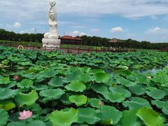 -荷塘月色湿地公园·向阳花洲