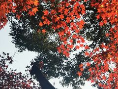 -秋霞圃