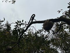 -野象谷景区