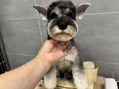 -宠福鑫康馨动物医院·骨科·眼科