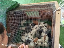 -萌宠亲子动物乐园(槐房万达店)